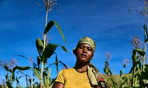 image de Gilbertine, agricultrice, debout fièrement dans son champs de maïs