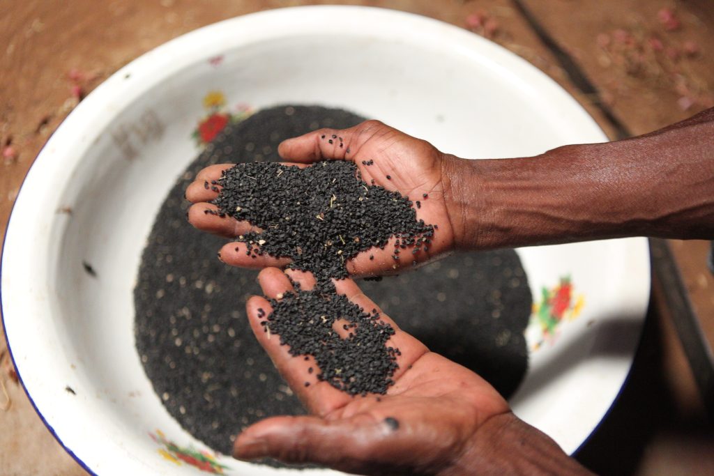 semences-d-oignon-de-union-tanjona-a-betroka-appuyee-par-le-programme-defis